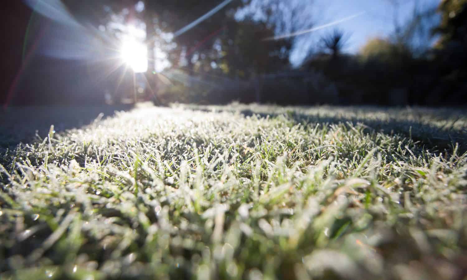 Clayton & Brewill's February 2024 newsletter: image of a frosty lawn with the sun shining through some trees in the background