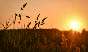 Clayton & Brewill July 2024 newsletter: image depicts a sunset in a wheat field. The setting sun is casting a silhouette on the crops, which are closer to camera.