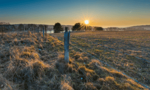 February 2025 newsletter- wintery field with a sunset